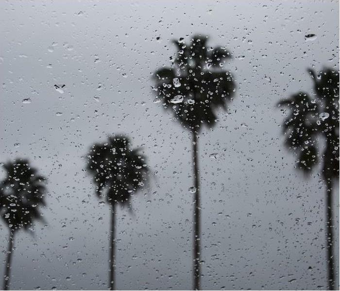 Looking up at 4 palm trees; rain causing them to blow in wind