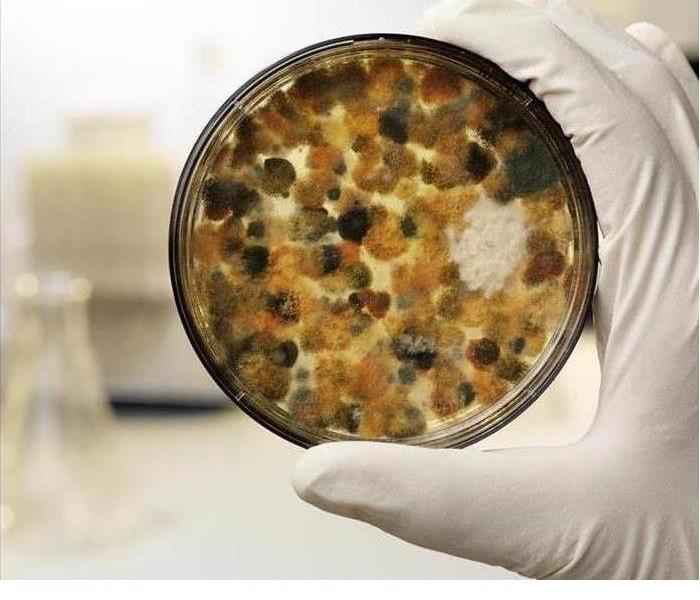Hand holding petri dish with mold growth