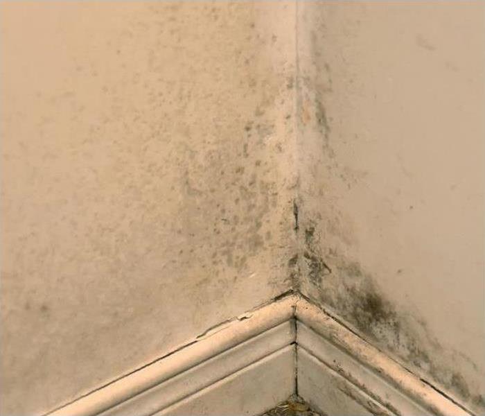 Corner view of wall with mold growth